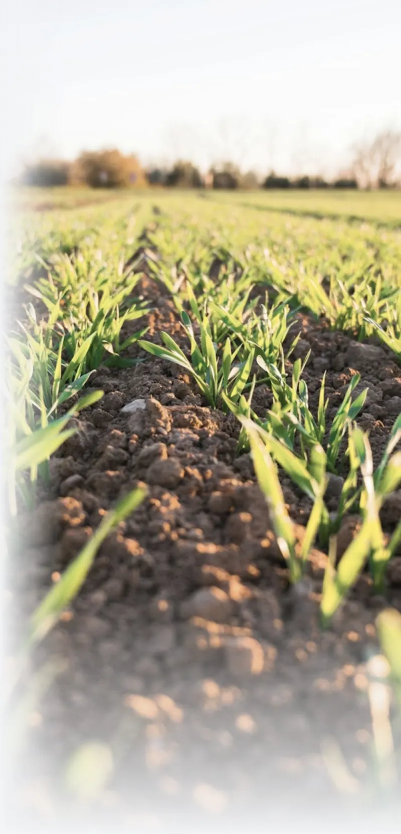 Agroalimentario: Citrícola de gran escala